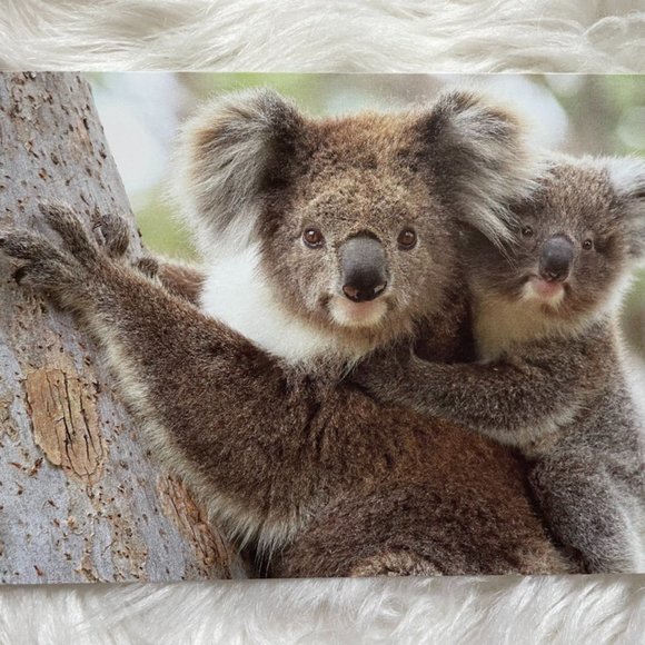 20 Assorted Cards Wild Animal blank inside - Picture 6 of 15